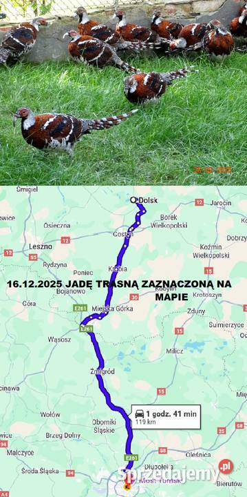 Ostatnie Sztuki Bażanty Kasztanowe Elioty Bażant sprzedam