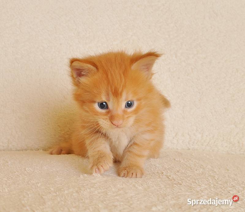 Przepiękny rudeczek Maine Coon LEGALNA HODOWLA Maine Coon Białystok