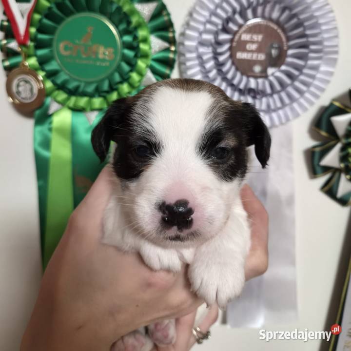 Szczenięta Jack Russell Terrier rodowód linia