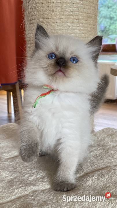 Mocurek Ragdoll z rodowodem FPL Rzeszów