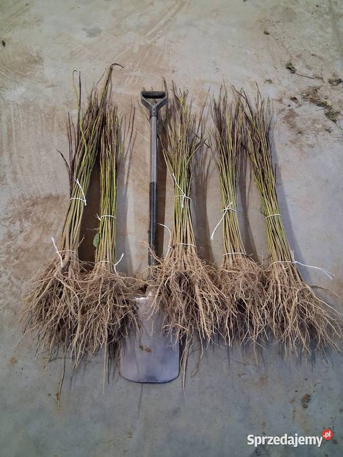 Podkładki do szczepienia klon modrzew katalpa i Puławy