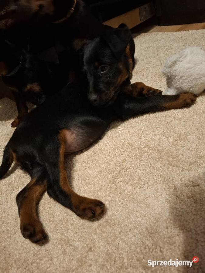 Terier Niemiecki Suczka Zwierzęta Annopol