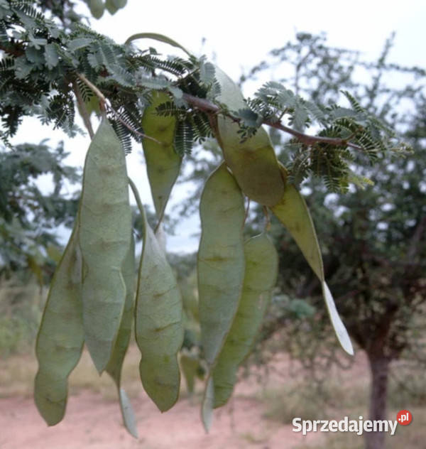 AKACJA SENEGALSKA  Acacia senegal NASIONA 100g Lubanie