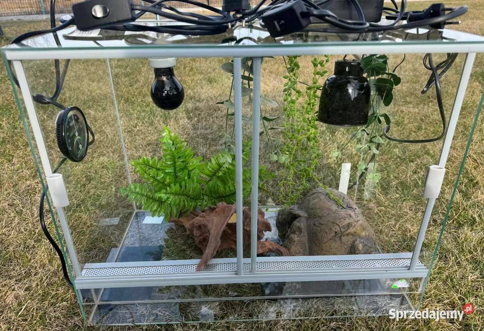 Terarium gekona lamparciego Odbiór osobisty Brzesko