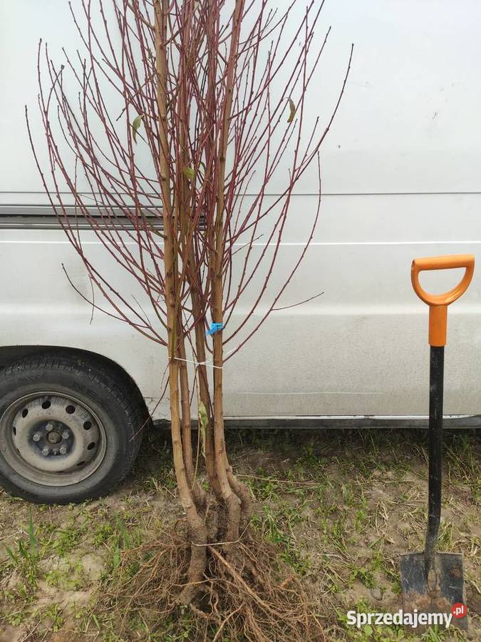 Drzewka Owocowe Sadzonki Producent Wysyłka Dębica sprzedam