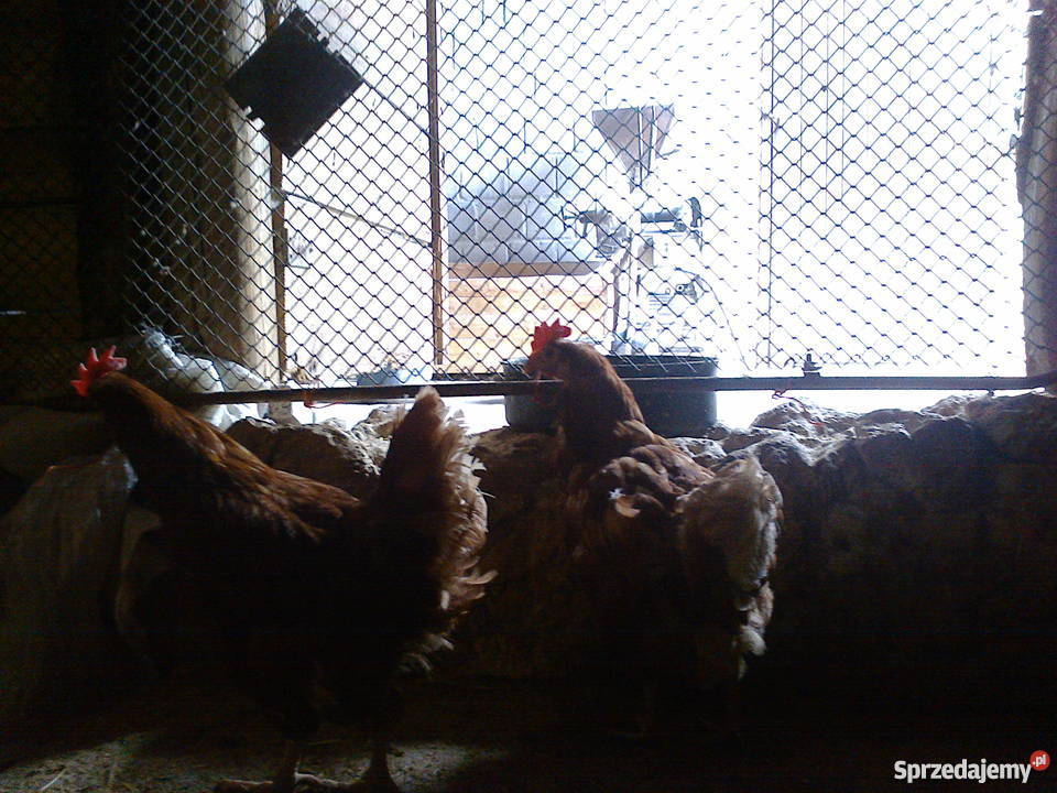 kury nioski 8miesięcy dorosłe noszą jajka detal