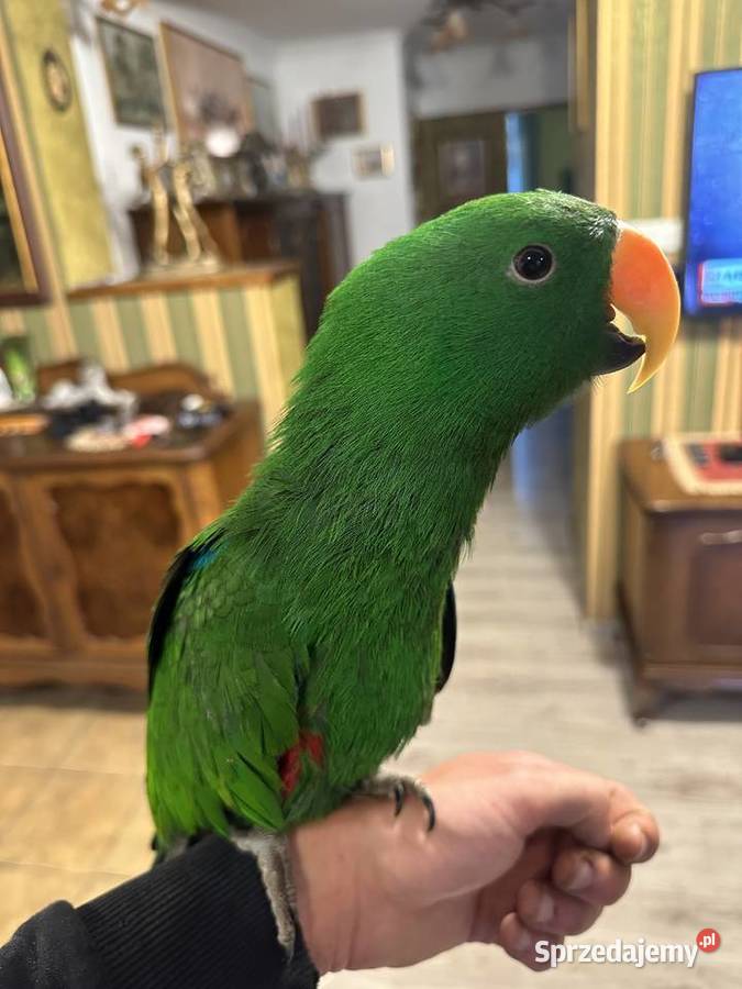 Lora wielkaBarwnica zwyczajnaEclectus roratus Zwierzęta Pszczyna sprzedam