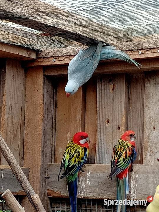 Rozelle białolice dorosłe Ptaki Brusy