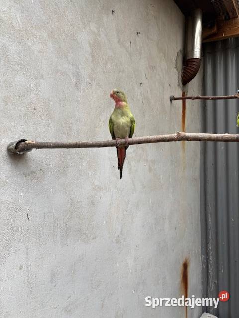 Księżniczka walii Szkarłatka Aleksandretta Częstochowa sprzedam