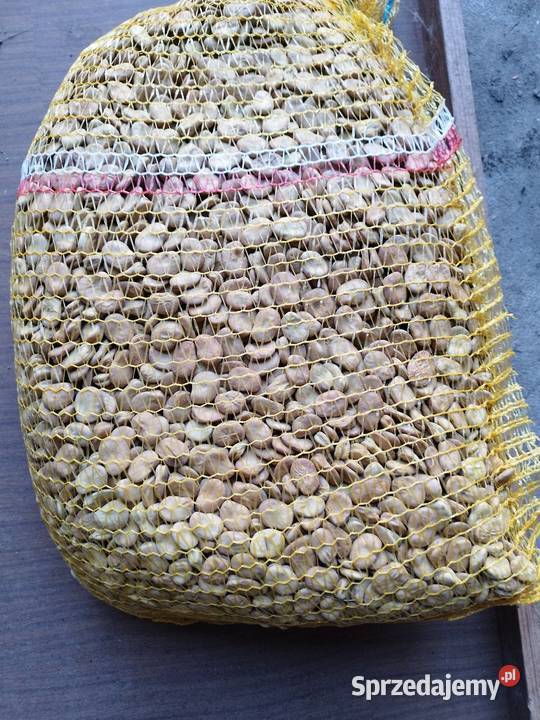 Sprzedam nasiona ziarno bobu Bizon