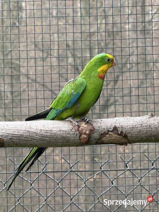 Samiec Barabanda 2024 Ptaki małopolskie