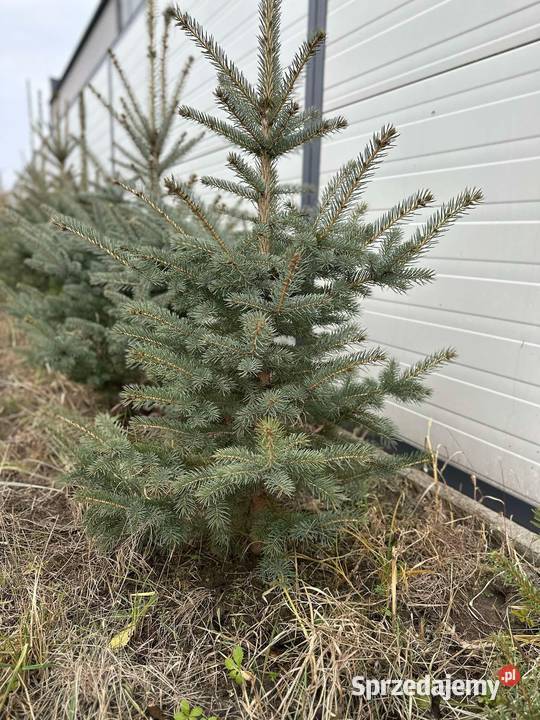 Choinki Jodła kaukaska świerk pospolity Radom