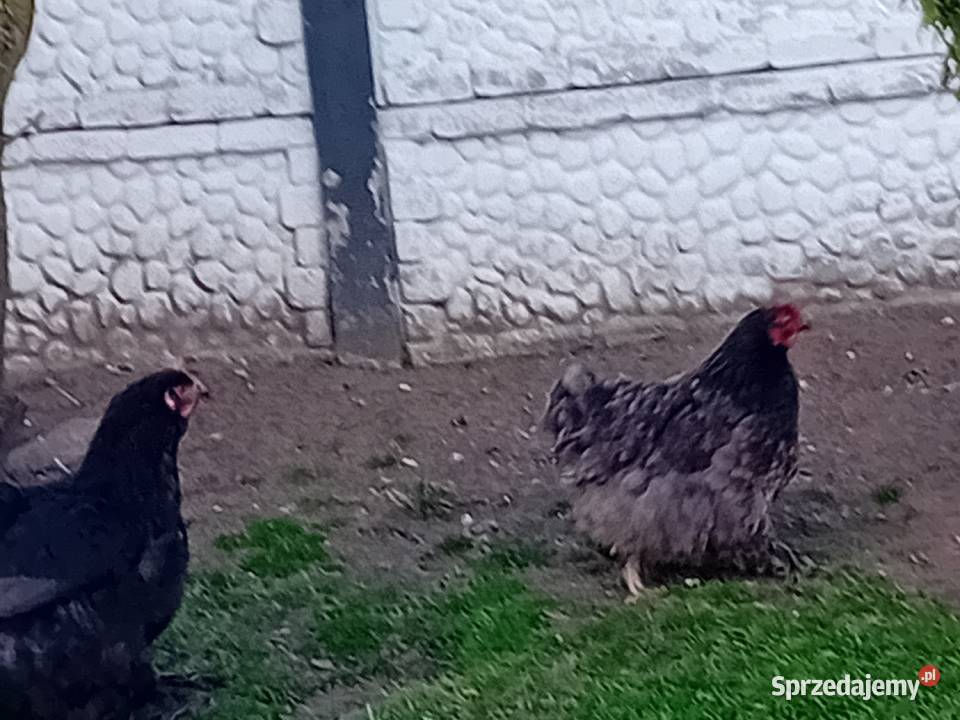 Jaja legowe kur kochiny olbrzymie mazowieckie Siedlce