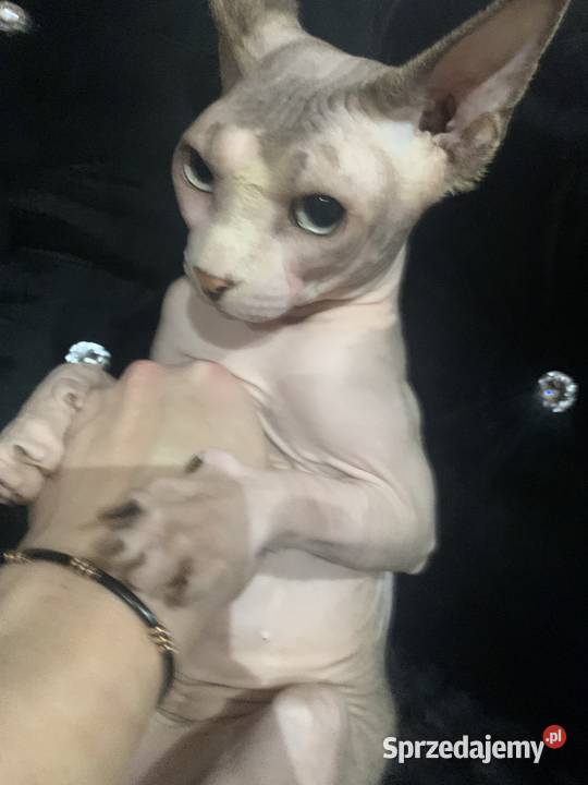 Sfinks Kanadyjski Reproduktor Leszno