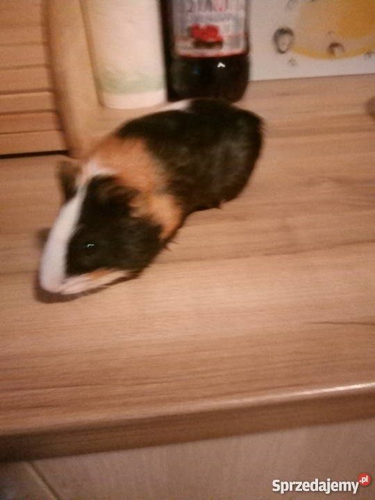 świnki morskie Szczecin