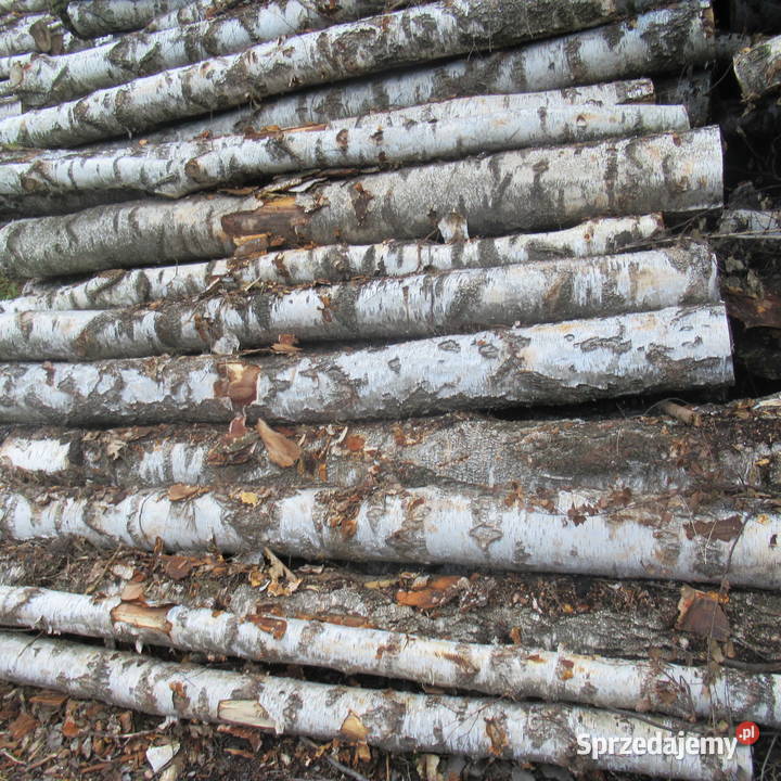 Dąb buk i grab wałkicieńszytańszy