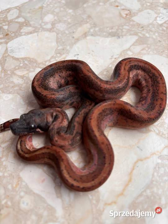 Boa cesarski hypo Leopard Katowice