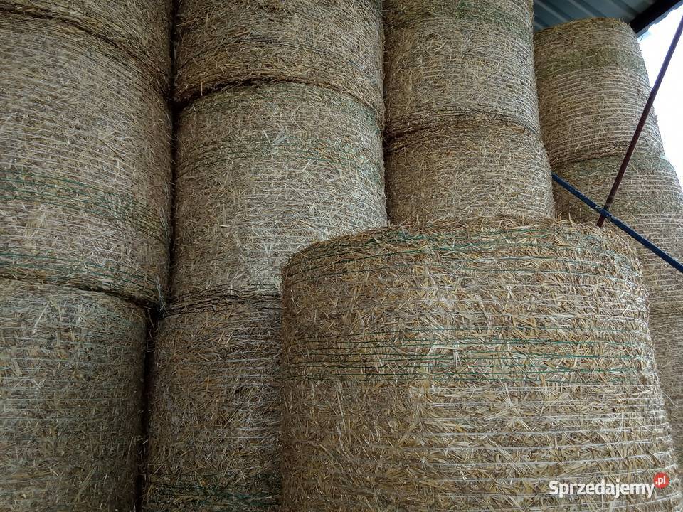 Słoma Słoma z pszenicy Opinogóra Górna