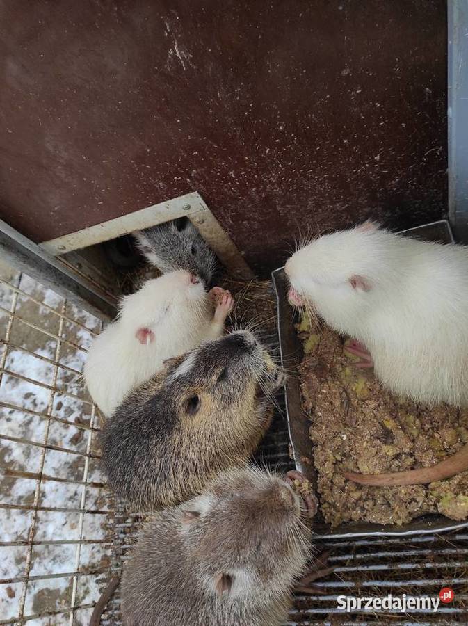 Sprzedam nutrie sprzedam