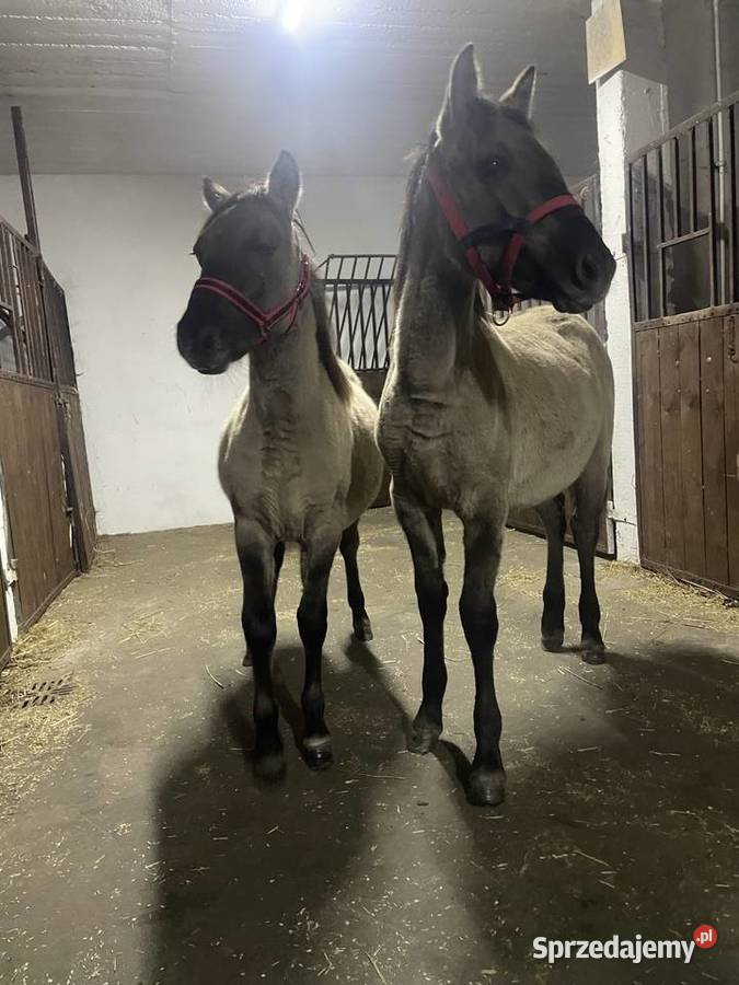 Sprzedam KONIKI POLSKIE łódzkie Łochyńsko