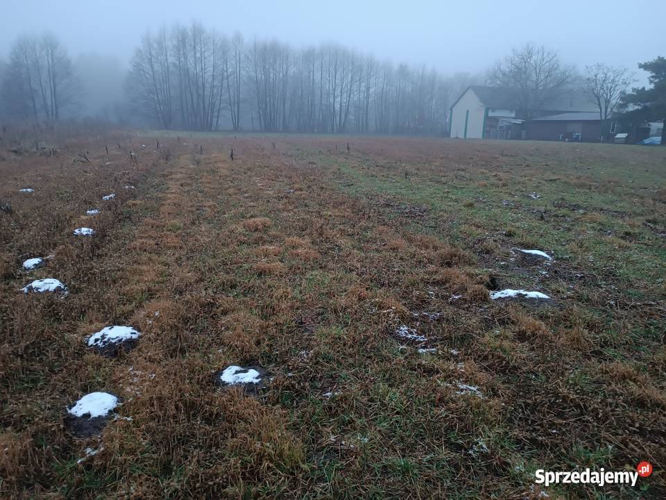 Działka siedliskowa 30 ar Rozkopaczew między prąd Lubartów