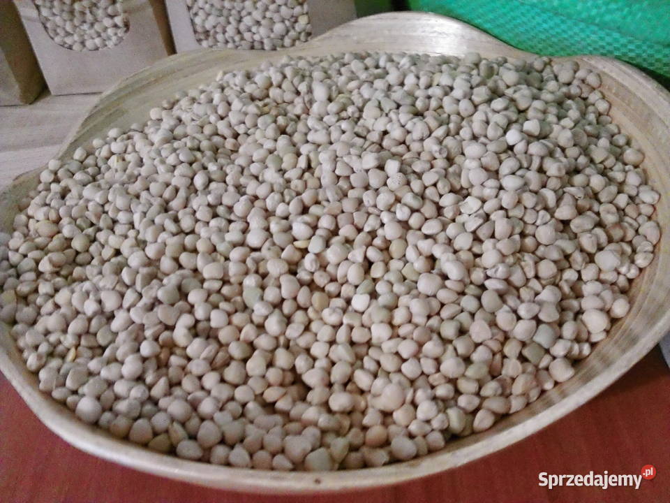 Lędźwian jakość spożywcza