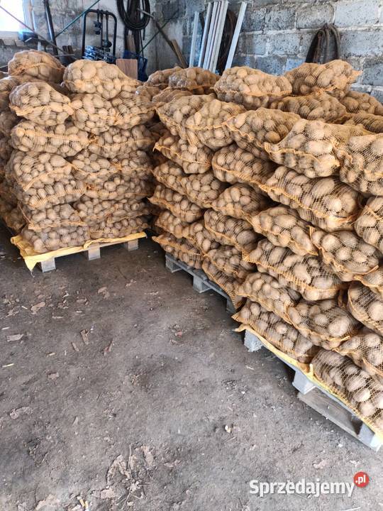 Ziemniaki jadalne Czuszów