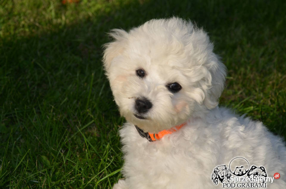 Bichon frise FCI ostatni piesek Pruszcz Gdański