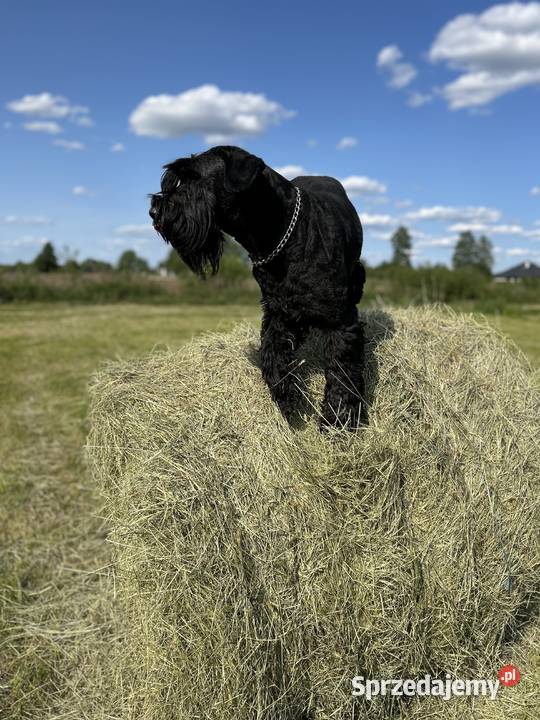 Sznaucer olbrzym FCIszczenięta P I L N E Dobczyn