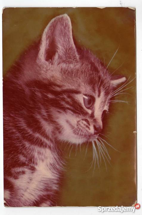 ZWIERZĘTA KOT POCZTÓWKA BARWNA Krynki