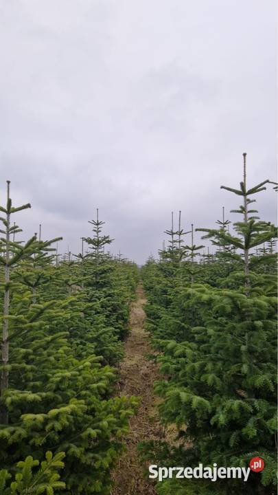 Jodła kaukaska cięta ceny łódzkie Kutno