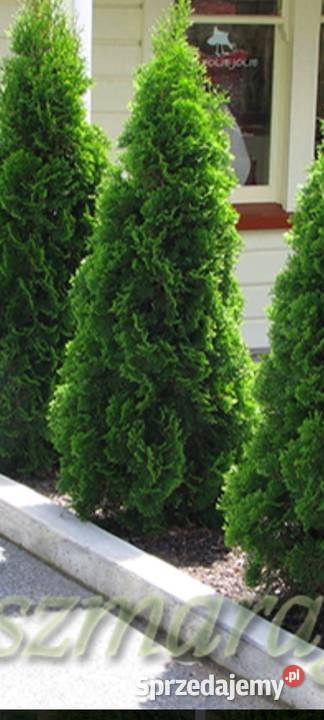 Tuja Szmaragd 50 zachodniopomorskie
