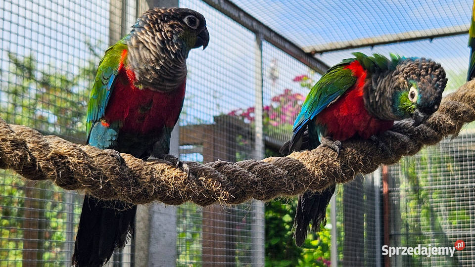 Rudosterki czerwonobrzuche Skarszewy