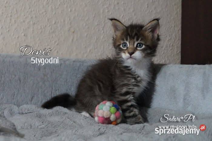 Maine Coon rodowód WCF Bydgoszcz