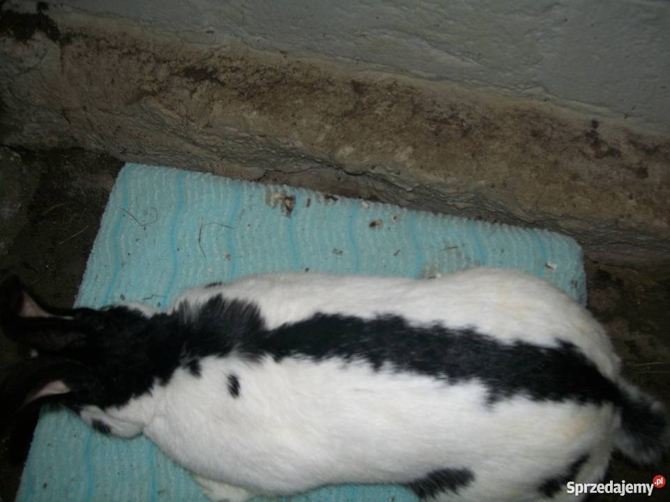 Króliki króle Samica srokacz OSC Łuków