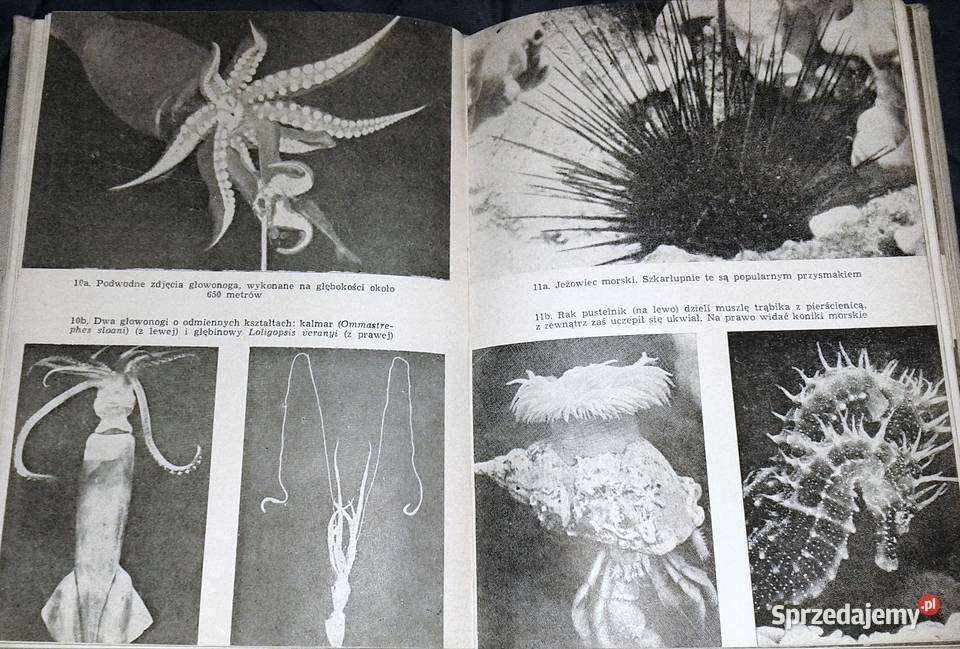 Drugi żywioł Richard Carrington Chełm