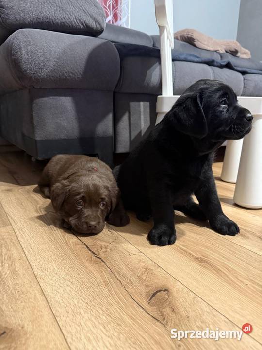 Labrador czarne i czekoladowe szczeniaczki