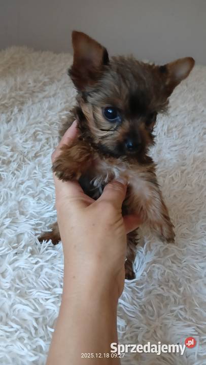 Yorkshire terrier chłopczyk mini Mochała