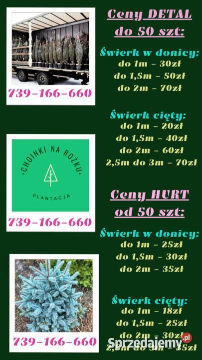 Choinka żywa choinki świerk srebrny zwykły