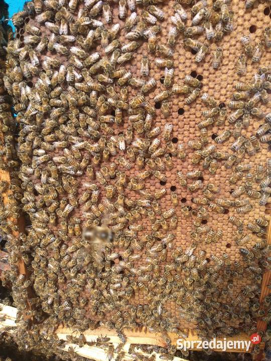 Rodziny pszczele pszczoły 10 ramek Wielkopolskie mazowieckie Wólka Radzymińska