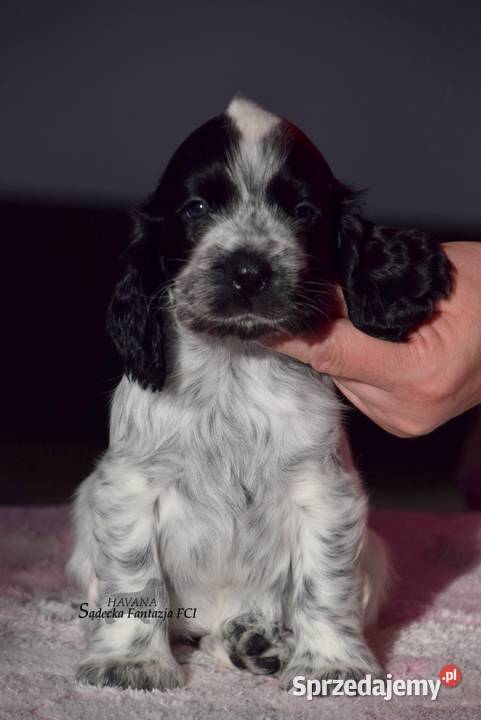 Cocker Spaniel Angielski Dziewczynka o Imieniu małopolskie Nowy Sącz