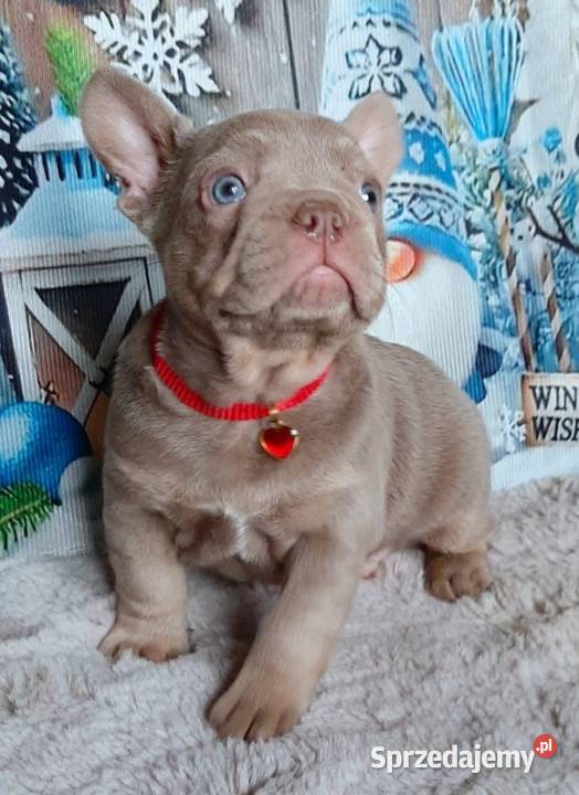 Buldogi francuskie szczenieta łódzkie Pabianice