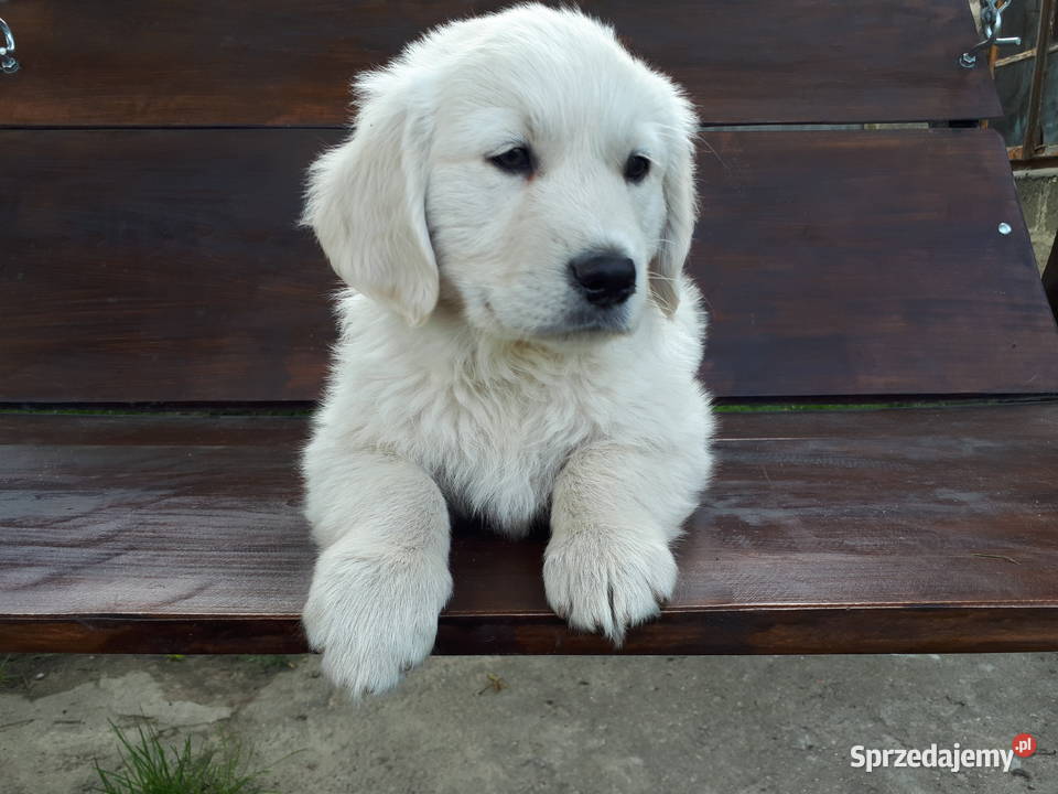 Golden Retriever Rodowód Radom