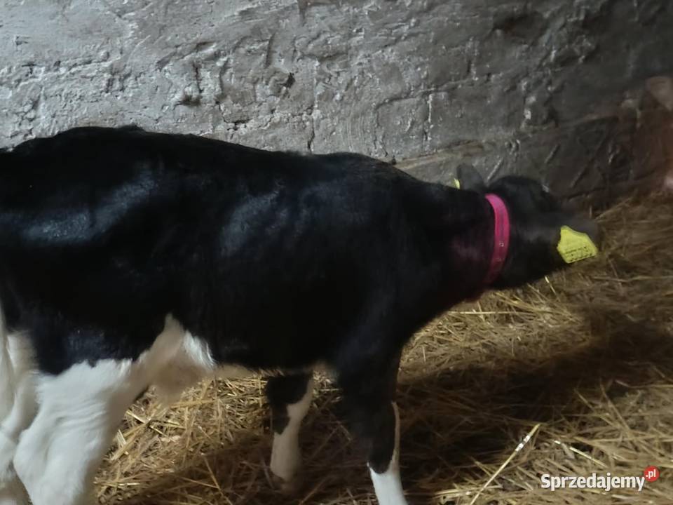 sprzedam cielaka Hrubieszów
