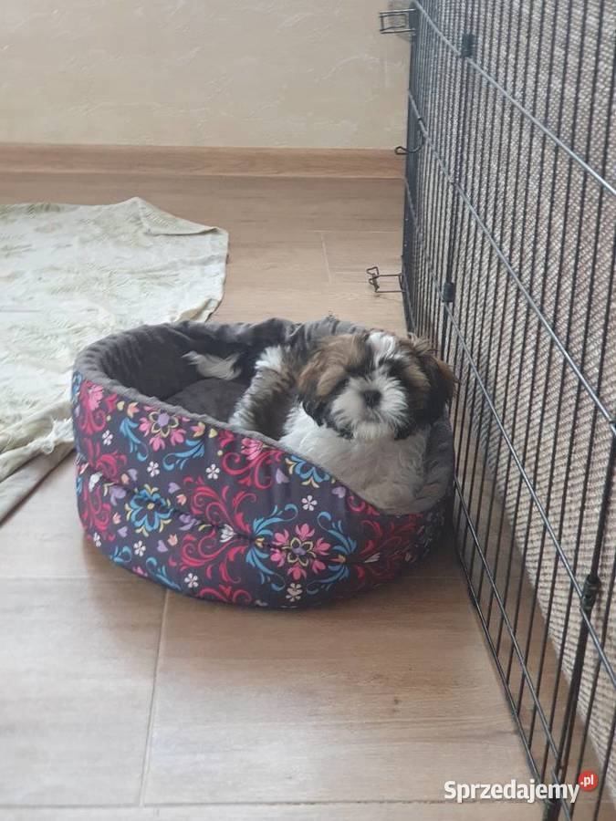 Szczeniaki shih tzu z rodowodem Shih Tzu Mszana Dolna