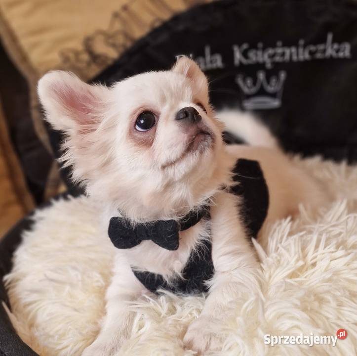 Chihuahua przepiękny biały chłopiec zachodniopomorskie