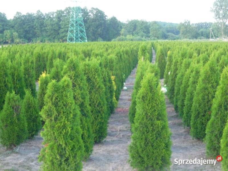 Tuja szmaragd 220250 Balot Thuja smaragd Okazja Skrzyszów