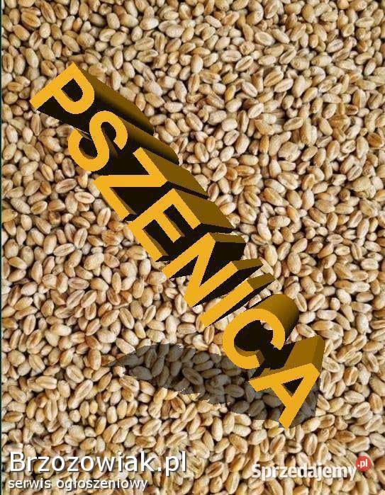 Pszenica