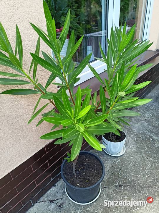 Oleander różne kolory Sokołów Małopolski