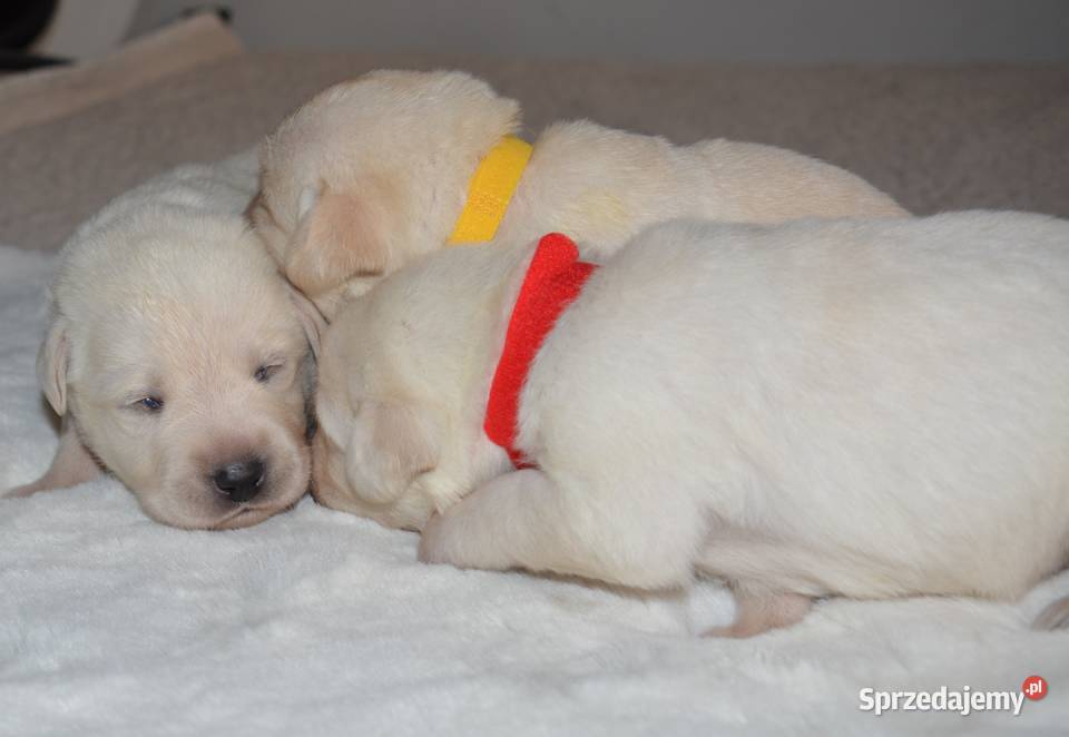 Elitarne zdrowe cudowne Labradory ZKwPFCI Myszków